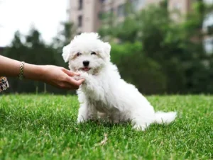 Puppy Listening Skills Development Arizona: Building Better Communication Early